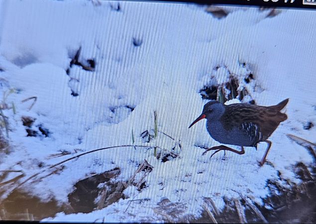 wodnik  - Anna Kamilewicz-Wicik