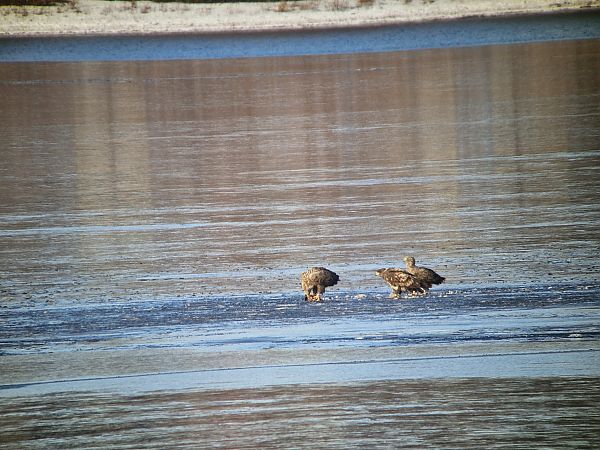 bielik  - Tomasz Zarzycki