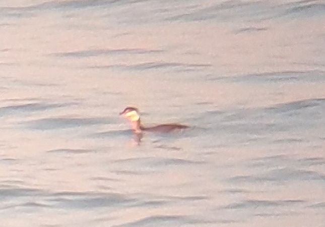 Svasso cornuto  - Pietro Scarpa