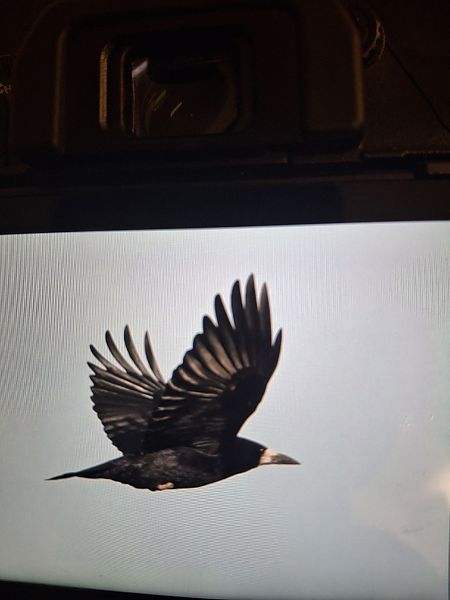 Corvo comune  - Roberto Villani