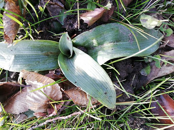 Ophrys apifera s.l.  - Laurent Fourneret