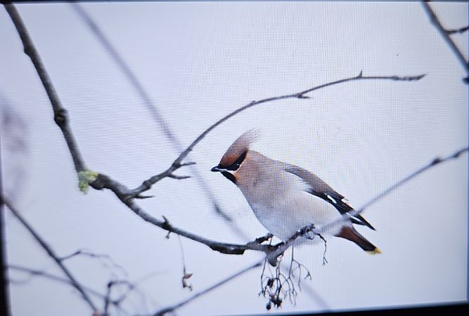 jemiołuszka  - Anna Kamilewicz-Wicik