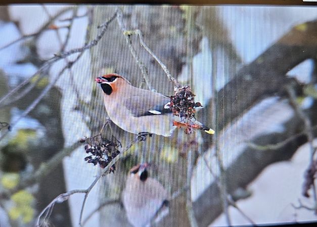 Seidenschwanz  - Anna Kamilewicz-Wicik