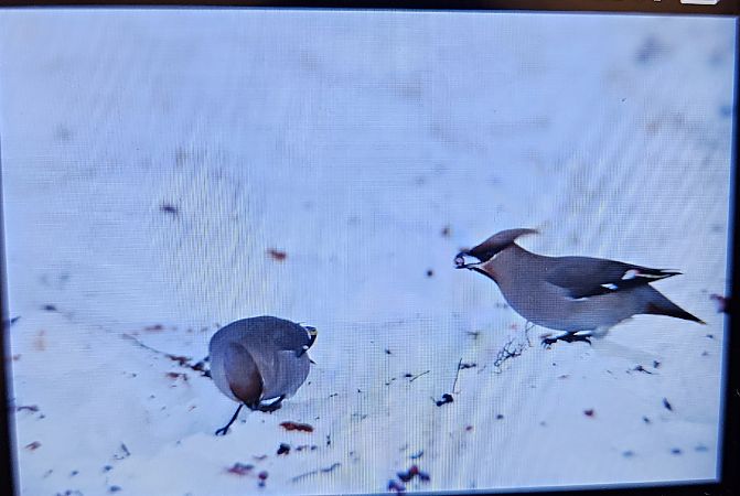 Seidenschwanz  - Anna Kamilewicz-Wicik