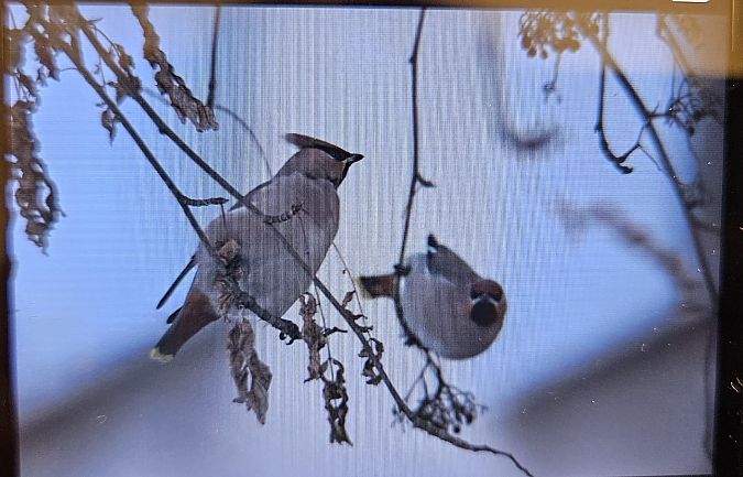 Seidenschwanz  - Anna Kamilewicz-Wicik