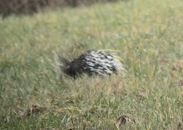 Istrice  - Steven Hueting