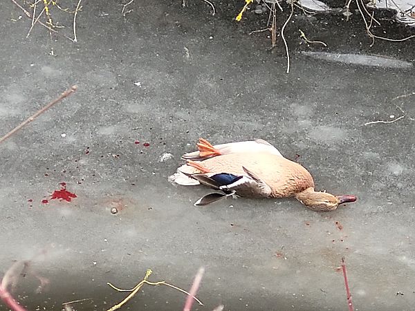 krzyżówka  - Tomasz Knioła