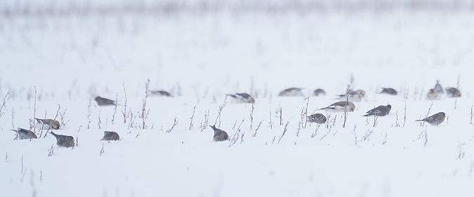 Berghänfling  - Monika Żochowska