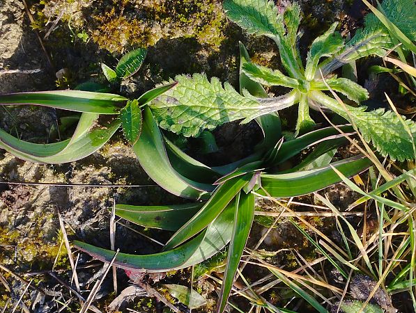 Serapias vomeracea  - Gérard Joseph
