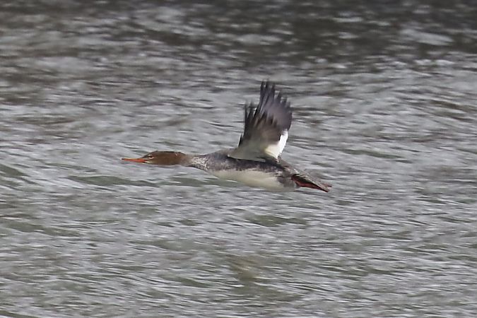 Mittelsäger  - Jarosław Wiśniewski