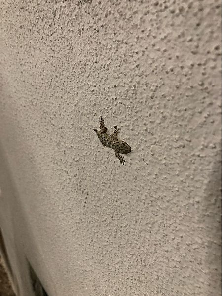 Geco comune  - Roberto Tinarelli