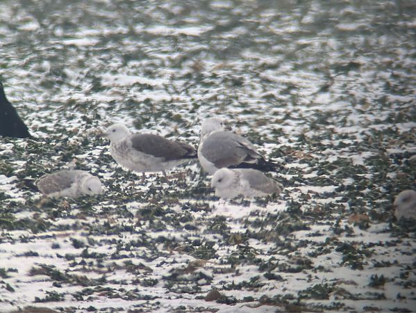 Goéland hybride indéterminé  - Florian Billinger