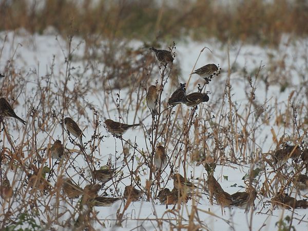 rzepołuch  - Marta Gołek