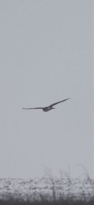 Pallid Harrier  - Lukas Nehrer