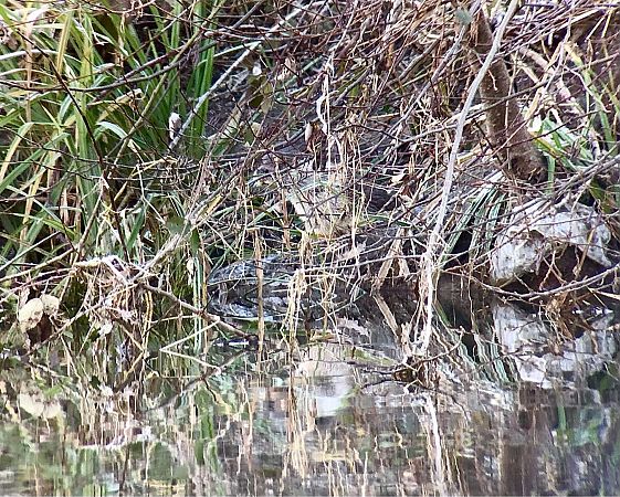 Llúdriga  - Ramon Prat Espelt