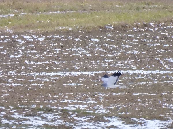 błotniak zbożowy  - Natalia Gorczowska