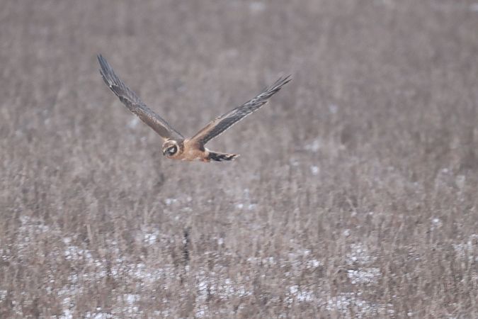 Busard pâle  - Lukas Nehrer