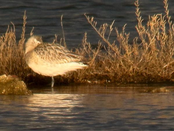 Pittima minore  - Enrico Castellucci