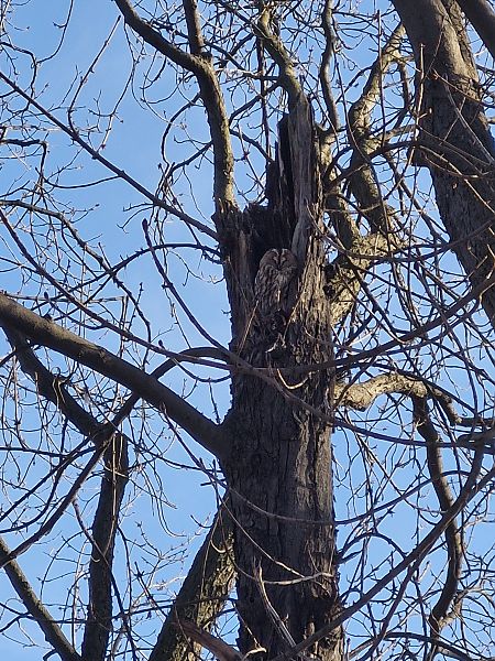 puszczyk  - Tomasz Zarzycki