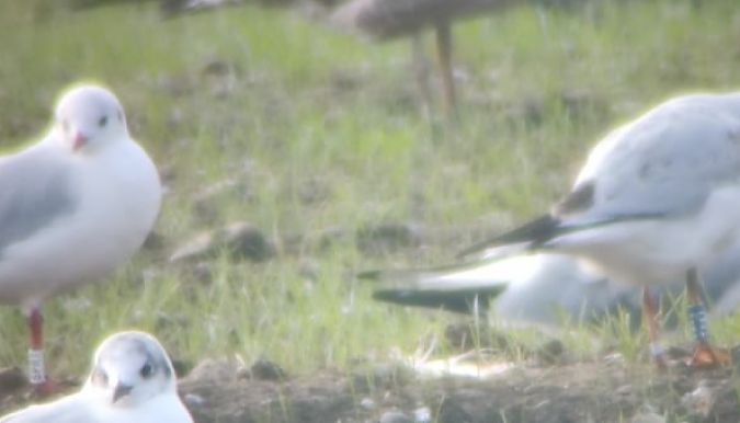 Gabbiano comune  - Lorenza Venturini