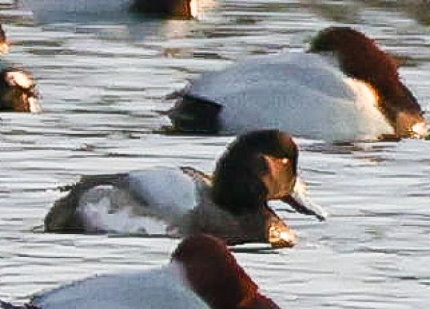 Moretta grigia  - Tommaso Bonora