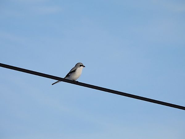 srokosz  - Tobiasz Sztuba