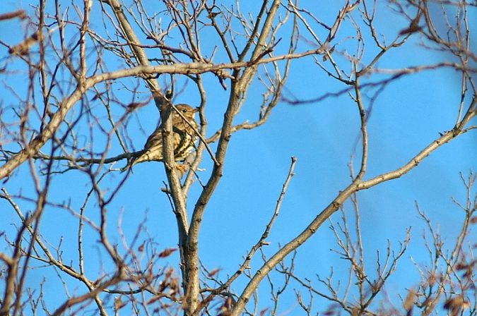 Tordela  - Stefano Sava