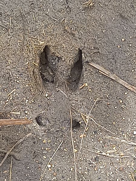 Cinghiale  - Giorgio Padovani