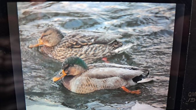 Stockente  - Tomek Królak