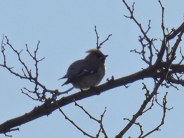 jemiołuszka  - Kacper Mikulski