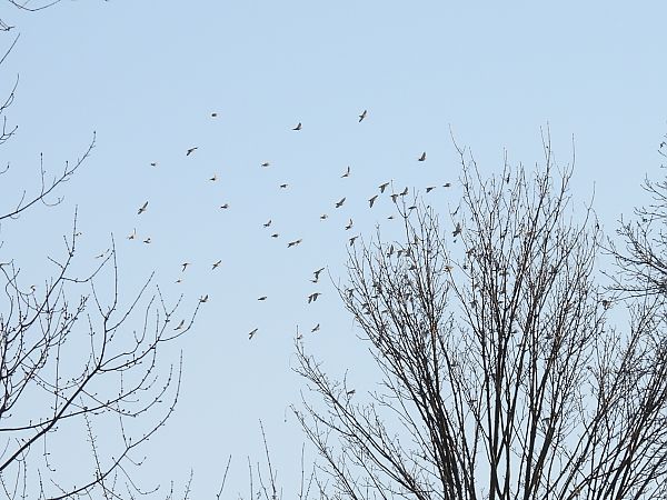 jemiołuszka  - Kacper Mikulski