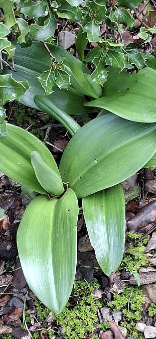 Himantoglossum robertianum 