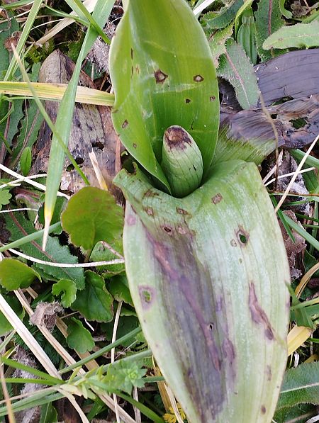 Himantoglossum robertianum  - Gérard Joseph