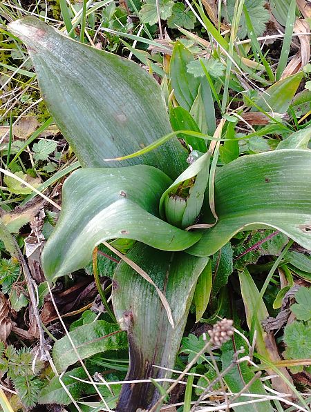 Himantoglossum robertianum  - Gérard Joseph