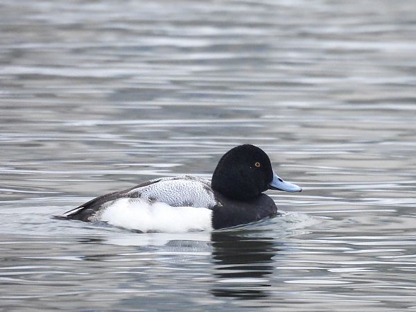 ogorzałka  - Natalia Gorczowska