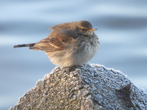 Bergpieper  - Krystyna Kowalska