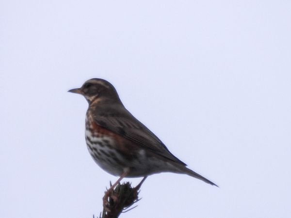 droździk  - Natalia Gorczowska