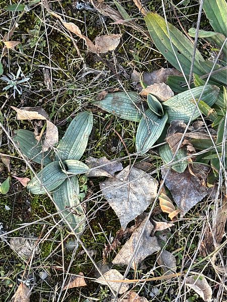 Ophrys occidentalis  - Jean François Tisserand