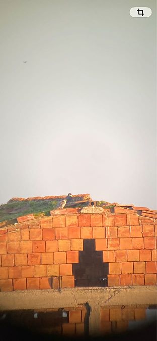 Falco pellegrino  - Luca Corrier