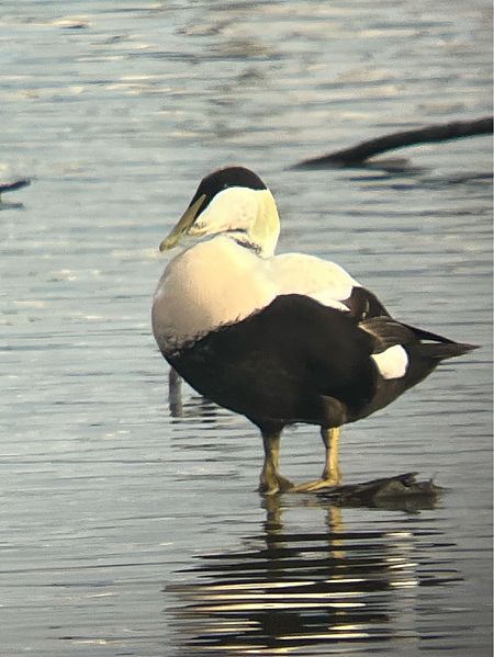 Eider à duvet  - Herta Mangeng