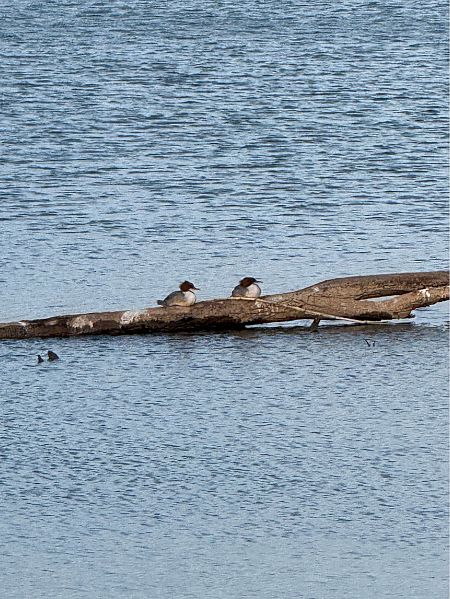 Bec de serra gros  - Roser Alari Majó