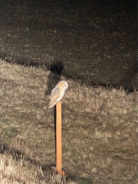 Effraie des clochers  - Raphael Beham