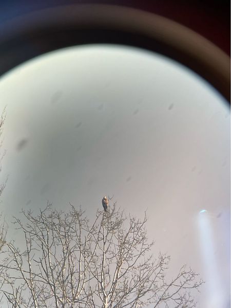 Poiana codabianca  - Luca Corrier