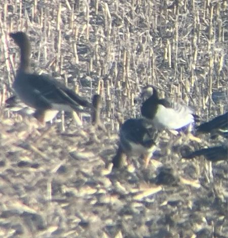 bernikla białolica  - Krzysztof Lis