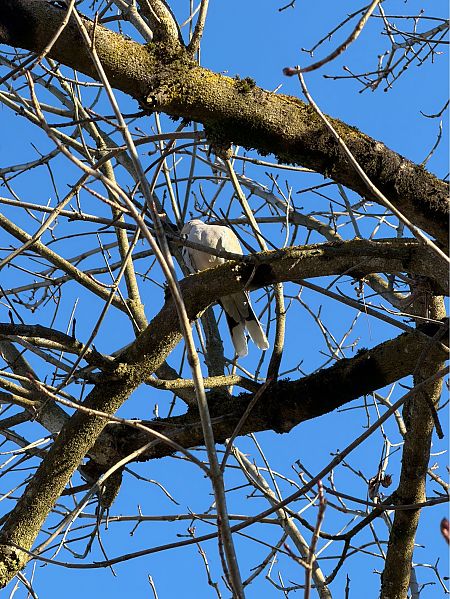 Tortora dal collare  - Guido Spinelli