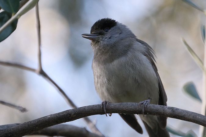 Capinera  - Riccardo Pasini