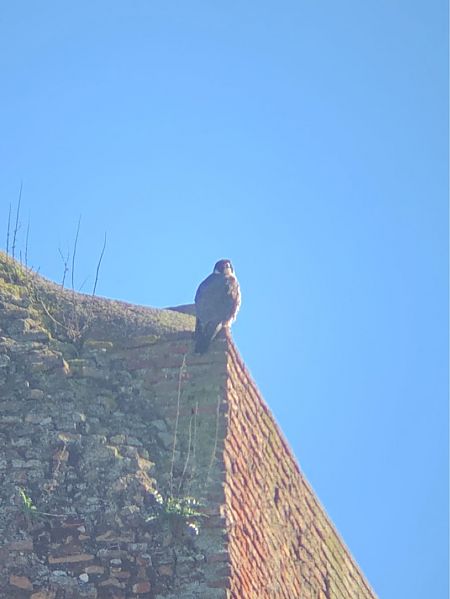 Falco pellegrino  - Thomas Ruckli