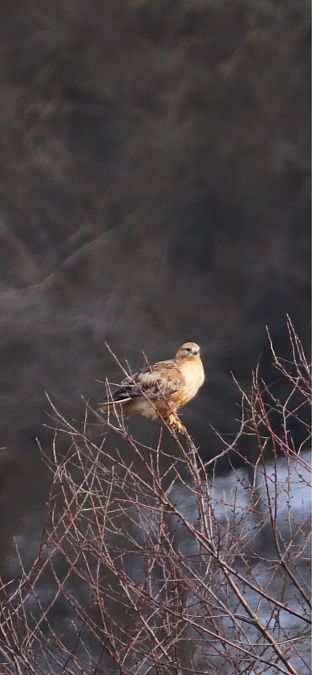 Buse féroce  - Lukas Nehrer