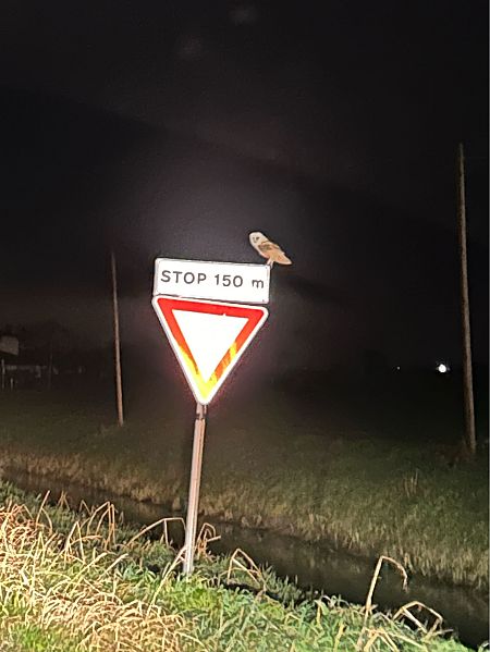 Barbagianni  - Gabriel Nicolosi