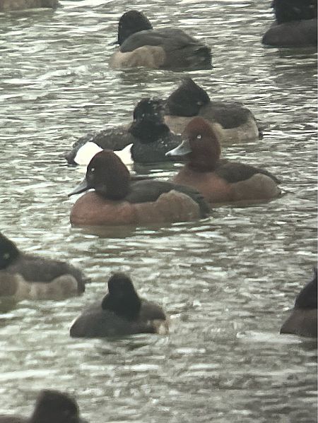 Fuligule nyroca  - Herta Mangeng